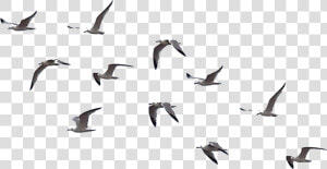 Flying Crows Clipart   Cartoon Crazy Cow  HD Png Download
