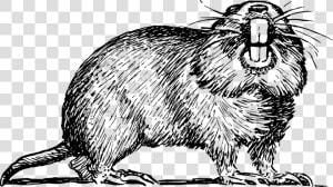 Beaver   Black And White Gopher  HD Png Download