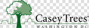 Casey Trees  HD Png Download