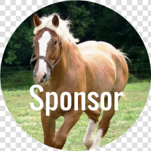 Donate Now   Stallion  HD Png Download