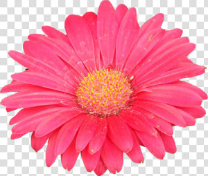 Clipart Of Aster Flower  HD Png Download