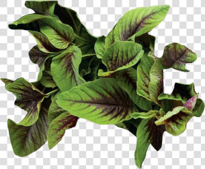 Vegetable Green Leaves Png Photo Background   Arrowroot Family  Transparent Png