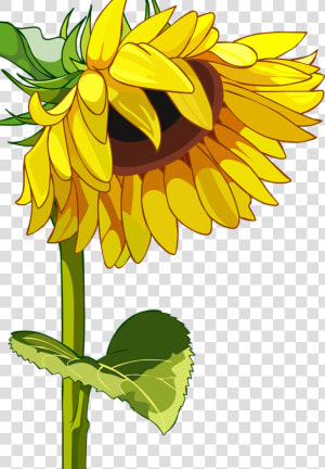 Drawn Mason Jar Sunflower Png   Sunflower Vector  Transparent Png
