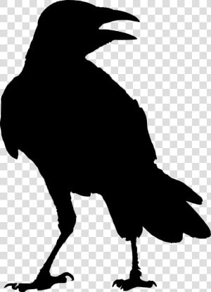 The Raven G Whitcoe Designs Crow Odin   Raven Silhouette Png  Transparent Png