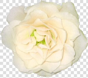 White Rose Png Image Flower White Rose Png Picture   White Transparent Background Rose Png  Png Download