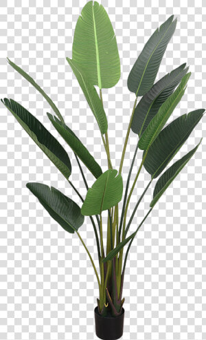 Transparent Bird Of Paradise Png  Png Download