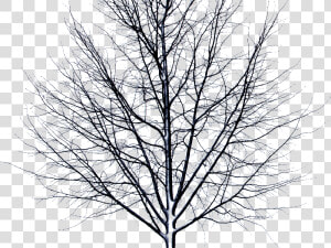 Dead Tree Isolated Object Png   Itni Bhi Kya Berukhi  Transparent Png