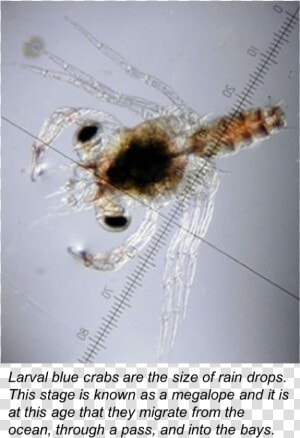 Bluecrab   Blue Crab Larvae  HD Png Download