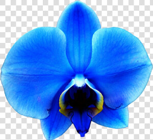 Blue Clipartfest Pinterest   Blue Orchids Png  Transparent Png