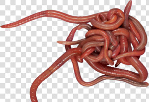 Worms Clear Background  HD Png Download