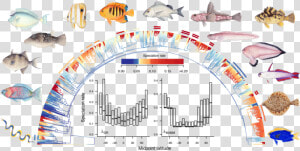 Fish Latitudinal Gradient Rabosky  HD Png Download
