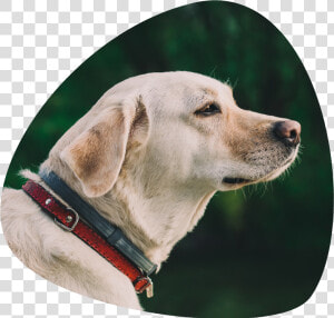 Dog Pooping Png  Transparent Png