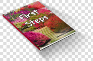 First Steps   Chrysanths  HD Png Download