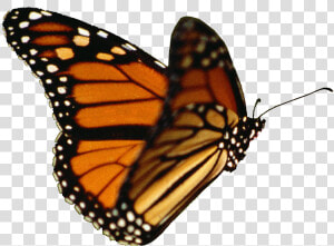 Butterflies Clipart Realistic   Real Butterfly Transparent Background  HD Png Download