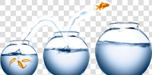 Fish Jumping From One Bowl To Another  HD Png Download