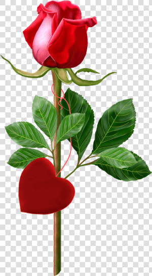 Beautiful Single Rose Red   Single Rose Image With Good Morning  HD Png Download