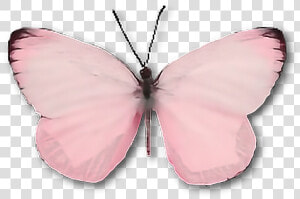  butterfly  moth  insect  pink  cute  wings   Aesthetic Light Pink Butterfly  HD Png Download