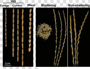 Intermediate Wheatgrass Heads   Intermediate Wheatgrass Vs Wheat  HD Png Download