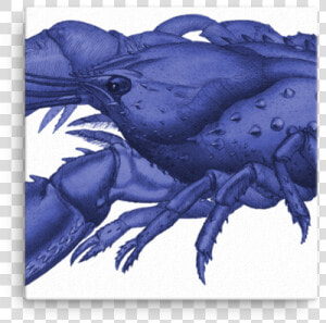 Serrated Lobster  Cancer Serratus  HD Png Download