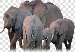 Elephants  Png V  Transparent Png