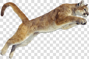Transparent Puma Clipart   Cougar Gif Transparent Background  HD Png Download