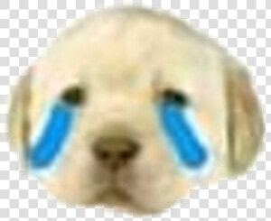 Meme Dog Sad Sticker January Lol Idk   Meme Stickers Sad  HD Png Download