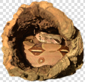 Boa Constrictor  HD Png Download