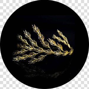 Espigas Png  Transparent Png