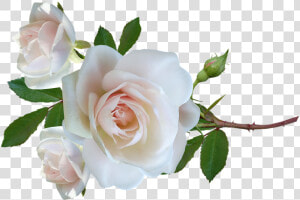 Flower  Roses  Stem  Leaves  Delicate  Perfume  Cut   Floribunda  HD Png Download