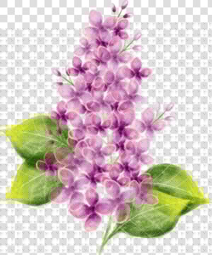 Lilac Flower Watercolor Painting   Flower Png  Transparent Png