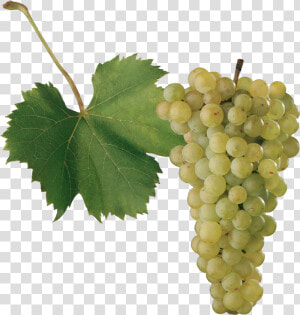 Grape Png Images   Odrody Viniča  Transparent Png
