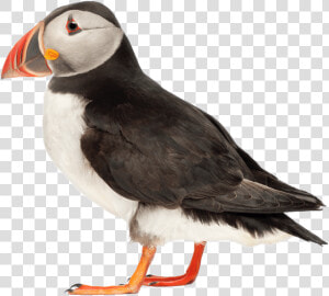 Puffin Side View   Puffin Png  Transparent Png