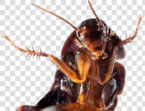   cucaracha😫😰😬   Roach Taking A Selfie  HD Png Download