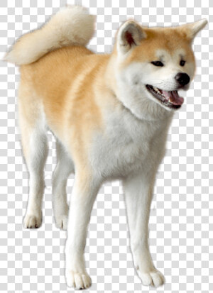 The Dog Contact Corps Ako That I Got Tired Of   Transparent Akita Dog Png  Png Download
