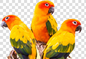 Conure Green Cheeked Parakeet Bird Colorful Greencheeked   Green Cheek Sun Conure Conure  HD Png Download