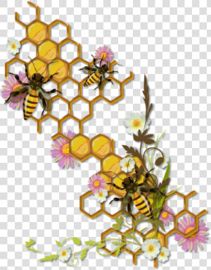 Honey Bee Honeycomb Drawing  HD Png Download