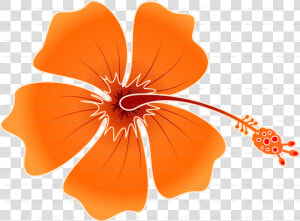 Png Hibiscus Flowers Patterns   Hawaiian Flower Png  Transparent Png