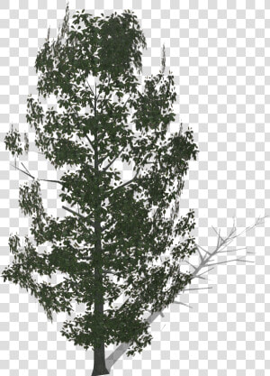 Pond Pine  HD Png Download