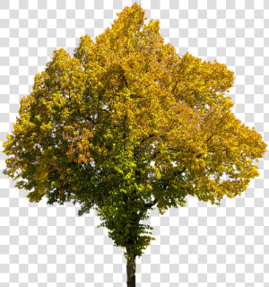 Autumn  Time Of Year  Tree  Leaves  Png  Isolated   Fall Tree Transparent Background  Png Download