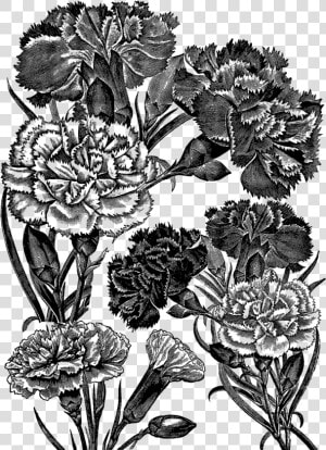 Digital Stamp Design   Floral Illustration Png Transparent Black White  Png Download