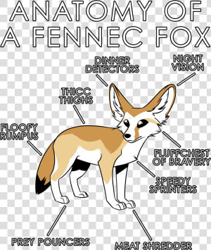 Fennec Fox Png  Transparent Png
