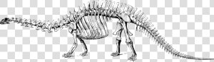 Extinct Clipart Brontosaurus   Dinosaur Fossil Clipart Png  Transparent Png