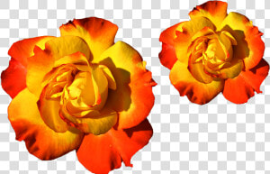 Transparent Colorful Flowers Png   Mixed Colors Yellow And Red  Png Download