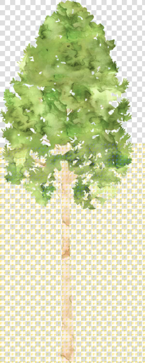 Transparent Camping Trees Clipart   Canoe Birch  HD Png Download