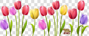 Jokingart Com   Tulip Flower Clipart Png  Transparent Png
