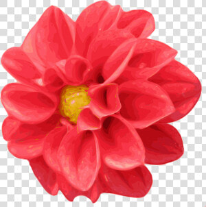Bunga Dahlia Clipart  HD Png Download