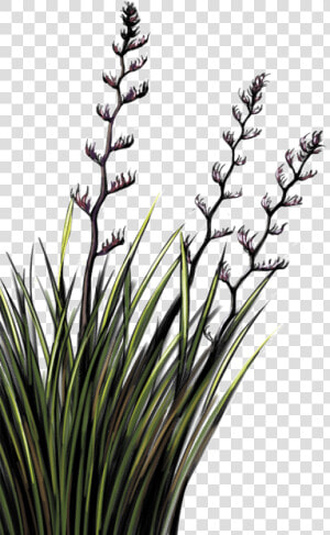 Flax Plant Nz Png   Png Download   Flax Plant Png  Transparent Png