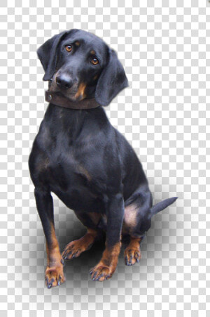 Bon Toutou   Austrian Black And Tan Hound  HD Png Download