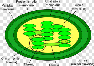 Structure Of Chloroplast  HD Png Download