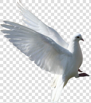 Pomba   乳 鸽 Png  Transparent Png